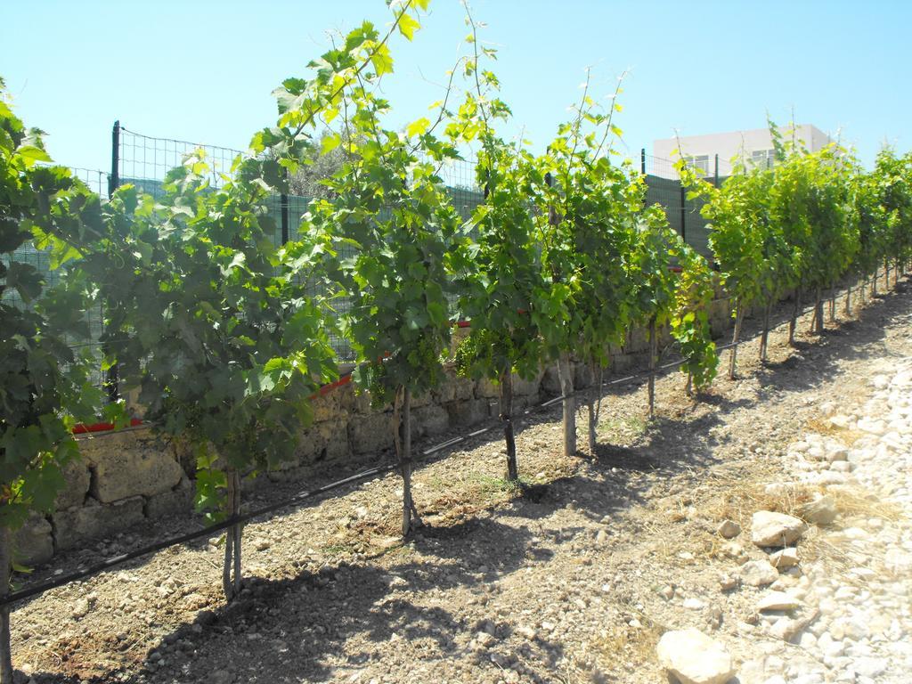 Agriturismoeloropizzuta Lido di Noto Eksteriør bilde