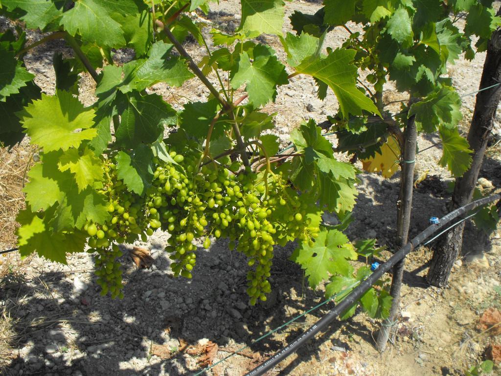 Agriturismoeloropizzuta Lido di Noto Eksteriør bilde