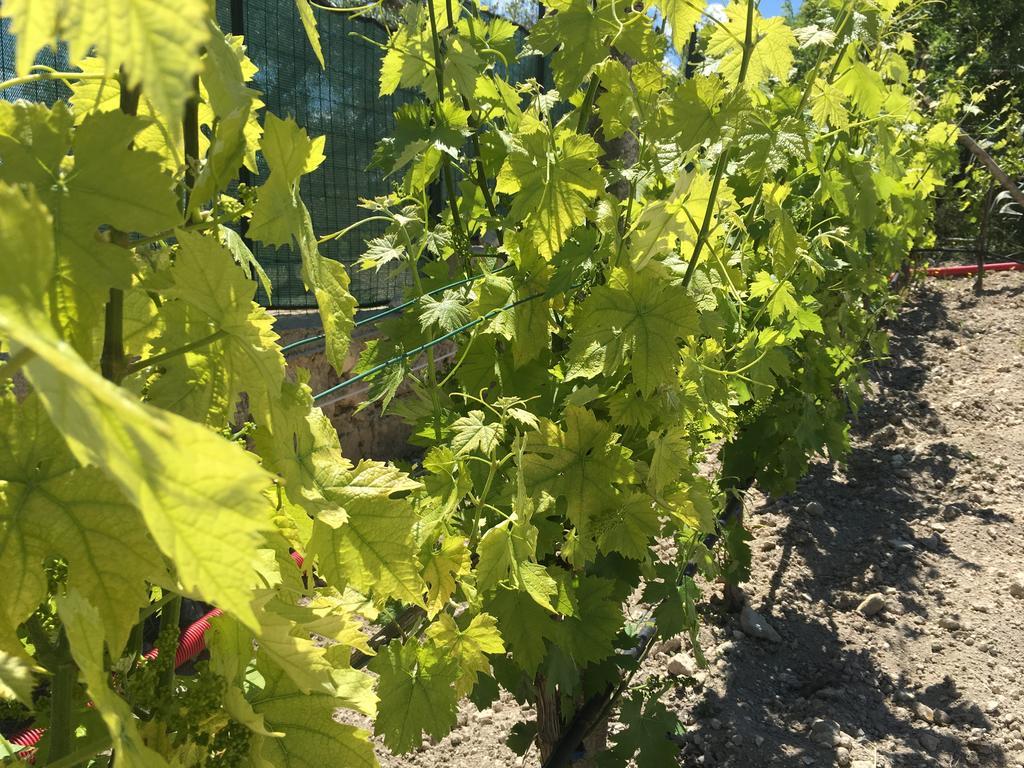 Agriturismoeloropizzuta Lido di Noto Eksteriør bilde